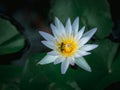 Beautiful white lotus flower in the pond with green lotus leaves Royalty Free Stock Photo