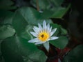 Beautiful white lotus flower in the pond with green lotus leaves Royalty Free Stock Photo