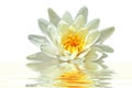 Beautiful white lotus flower in water