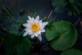 Beautiful white lotus flower with water droplets on the petals blooming Royalty Free Stock Photo