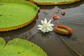 Beautiful white lotus flower with water droplets on the petals blooming in the pond and green lotus leaves around Royalty Free Stock Photo