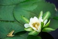 Beautiful white lotus flower with water droplets on the petals blooming in the pond and green lotus leaves around Royalty Free Stock Photo