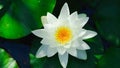 Beautiful white lotus flower with water droplets on the petals blooming in the pond and green lotus leaves around Royalty Free Stock Photo