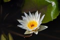 Beautiful white lotus flower or water lily blooming in pond Royalty Free Stock Photo