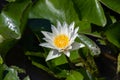 Beautiful white lotus flower or water lily blooming in pond Royalty Free Stock Photo