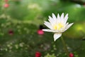 Beautiful white lotus flower or water lily blooming on pond Royalty Free Stock Photo