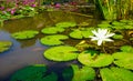 The beautiful white lotus flower or water lily in botanical garden with sunlight in indonesia Royalty Free Stock Photo