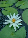 The beautiful white lotus flower or water lily with the water in pond. Royalty Free Stock Photo