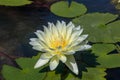 The Beautiful White Lotus Flower or Water Lily in the Pond Royalty Free Stock Photo
