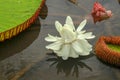 The beautiful white lotus flower or water lily reflection with the water in the pond.The reflection of the white lotus Royalty Free Stock Photo