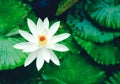 The beautiful white lotus flower or water lily reflection with t Royalty Free Stock Photo