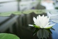 The beautiful white lotus flower or water lily reflection with w Royalty Free Stock Photo