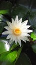 Beautiful white lotus flowers bloom above the water