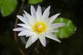 Beautiful white lotus flowers in the lotus pond. Royalty Free Stock Photo