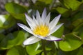 Beautiful white lotus flowers in a lotus pond. Royalty Free Stock Photo