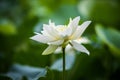 Beautiful white lotus flowers in water.