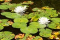 The beautiful white lotus flowers or water lilies in the pond on