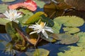Beautiful white lotus flowers or water lily with green leaf in the pond. Botanical garden of Porto, Portugal