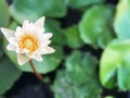 Beautiful white lotus with green lotus leaves around.