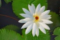 Beautiful white lotus Royalty Free Stock Photo