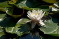 White water lily on the lake Royalty Free Stock Photo