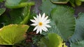 Beautiful white lotus water lily flower bloom in a pond