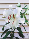 White Madonna lily flower blooming Royalty Free Stock Photo