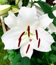 White Madonna lily flower blooming Royalty Free Stock Photo