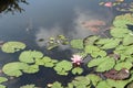 Beautiful white ,magenta water lily