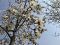 The beautiful white magnolia blooms in spring Royalty Free Stock Photo