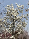 The beautiful white magnolia blooms in spring Royalty Free Stock Photo