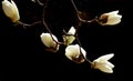 White magnolia blossoms in spring