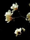 White magnolia blossoms in spring