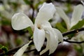 Beautiful white magnolia close-up in Goztepe Park in Istanbul, Turkey