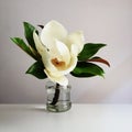 Beautiful white magnolia flower in full bloom in vase, close up, white background. Floral still life Royalty Free Stock Photo