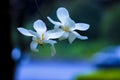 Beautiful white magnolia flowers is blooming Royalty Free Stock Photo