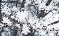 Beautiful White Magnolia Flowers Blossom on Magnolia Tree in Garden, Spring Winter Time Royalty Free Stock Photo