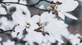 Beautiful White Magnolia Flowers Blossom on Magnolia Tree in Garden, Spring Winter Time Royalty Free Stock Photo