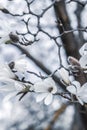 Beautiful White Magnolia Flowers Blossom on Magnolia Tree in Garden, Spring Winter Time Royalty Free Stock Photo