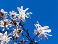 Beautiful white magnolia flowers on a bright blue sky background. Blossoming of magnolia tree in a public park on a sunny spring Royalty Free Stock Photo