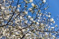 Beautiful white magnolia flowers in the spring season on the magnolia tree. Magnolia flowering background Royalty Free Stock Photo