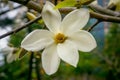 Beautiful white Magnolia Kobus flower in spring Royalty Free Stock Photo