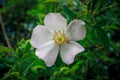 Beautiful white Magnolia Kobus flower in spring Royalty Free Stock Photo