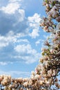 Beautiful white magnolia tree blossom in spring season Royalty Free Stock Photo