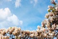 Beautiful white magnolia tree blossom in spring season Royalty Free Stock Photo