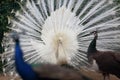 The white peacock open attract the opposite sex.