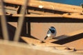 A beautiful white male wagtail stands on a metal structure. The white wagtail is an urban small bird. Royalty Free Stock Photo