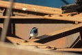 A beautiful white male wagtail stands on a metal structure. The white wagtail is an urban small bird. Royalty Free Stock Photo