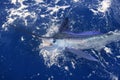 Beautiful white marlin real billfish sport fishing Royalty Free Stock Photo