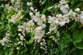 Beautiful white mexican creeper flowers